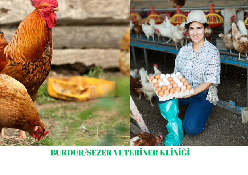 ''Burdur'da Tavuklarda Yumurta Verimini Arttırıcı Tavsiyeler''